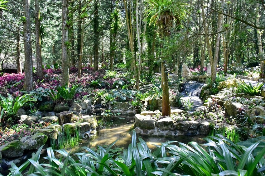 南投魚池鄉|九族文化村 部落花季-秋之盛典 部落花園巡禮 秋