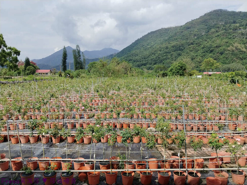 高雄市六龜區高雄旅遊│客庄山城趣│騎乘電輔車逛新威森林公園.六龜傳統辦桌菜+老街巡禮+檨仔腳DIY窯烤麵包.入住寶來