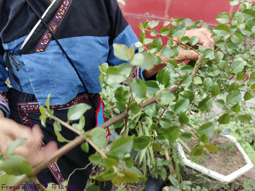 高雄市六龜區高雄旅遊│客庄山城趣│騎乘電輔車逛新威森林公園.六龜傳統辦桌菜+老街巡禮+檨仔腳DIY窯烤麵包.入住寶來