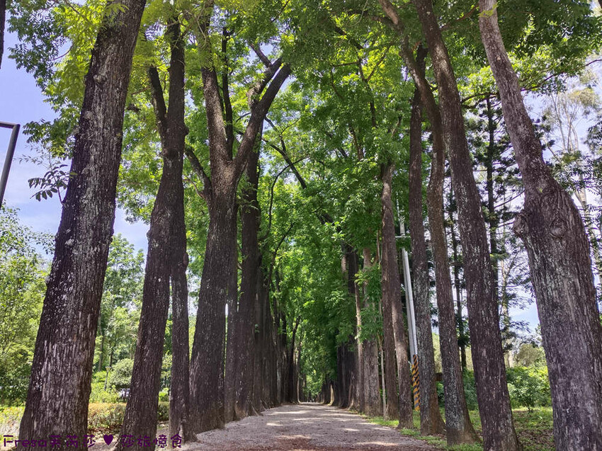 高雄市六龜區高雄旅遊│客庄山城趣│騎乘電輔車逛新威森林公園.六龜傳統辦桌菜+老街巡禮+檨仔腳DIY窯烤麵包.入住寶來