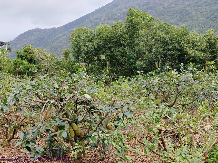 高雄市六龜區高雄旅遊│客庄山城趣│騎乘電輔車逛新威森林公園.六龜傳統辦桌菜+老街巡禮+檨仔腳DIY窯烤麵包.入住寶來