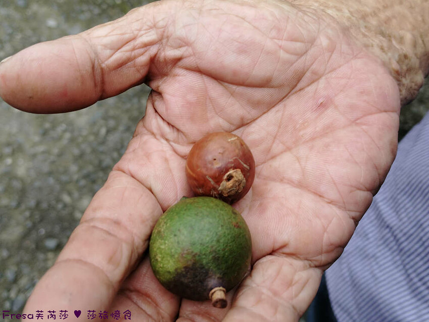高雄市六龜區高雄旅遊│客庄山城趣│騎乘電輔車逛新威森林公園.六龜傳統辦桌菜+老街巡禮+檨仔腳DIY窯烤麵包.入住寶來