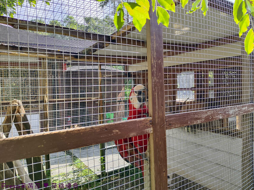 高雄市六龜區高雄旅遊│客庄山城趣│騎乘電輔車逛新威森林公園.六龜傳統辦桌菜+老街巡禮+檨仔腳DIY窯烤麵包.入住寶來