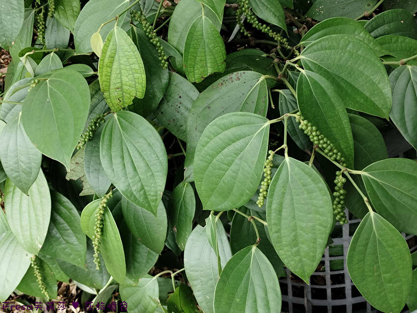 高雄市六龜區高雄旅遊│客庄山城趣│騎乘電輔車逛新威森林公園.六龜傳統辦桌菜+老街巡禮+檨仔腳DIY窯烤麵包.入住寶來