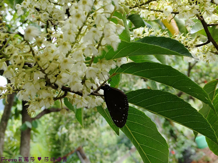 高雄市六龜區高雄旅遊│客庄山城趣│騎乘電輔車逛新威森林公園.六龜傳統辦桌菜+老街巡禮+檨仔腳DIY窯烤麵包.入住寶來