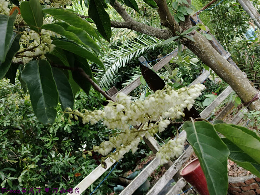 高雄市六龜區高雄旅遊│客庄山城趣│騎乘電輔車逛新威森林公園.六龜傳統辦桌菜+老街巡禮+檨仔腳DIY窯烤麵包.入住寶來