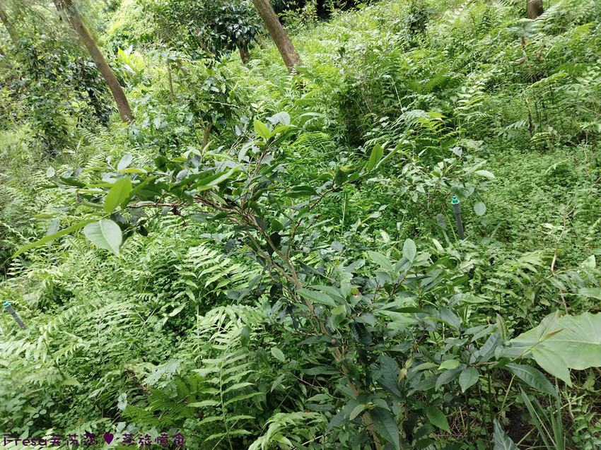 高雄市六龜區高雄旅遊│客庄山城趣│騎乘電輔車逛新威森林公園.六龜傳統辦桌菜+老街巡禮+檨仔腳DIY窯烤麵包.入住寶來