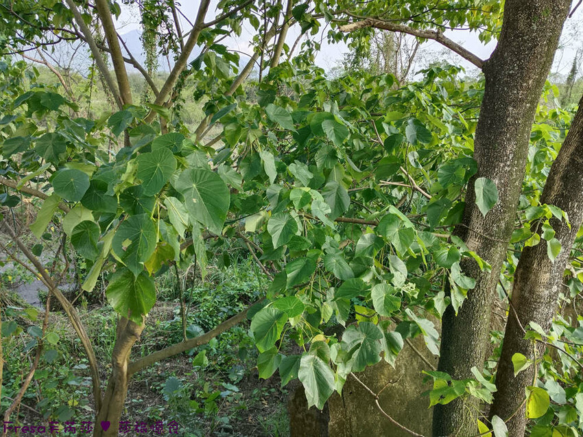 高雄市六龜區高雄旅遊│客庄山城趣│騎乘電輔車逛新威森林公園.六龜傳統辦桌菜+老街巡禮+檨仔腳DIY窯烤麵包.入住寶來