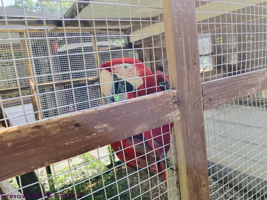 高雄市六龜區高雄旅遊│客庄山城趣│騎乘電輔車逛新威森林公園.六龜傳統辦桌菜+老街巡禮+檨仔腳DIY窯烤麵包.入住寶來