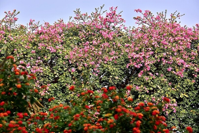 【雅聞魅力博覽館】美人樹