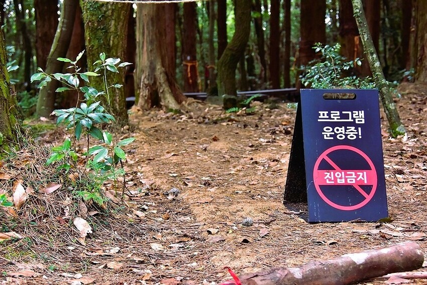 濟州島西歸浦【治癒之森】