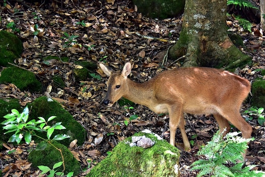 濟州島西歸浦【治癒之森】小鹿