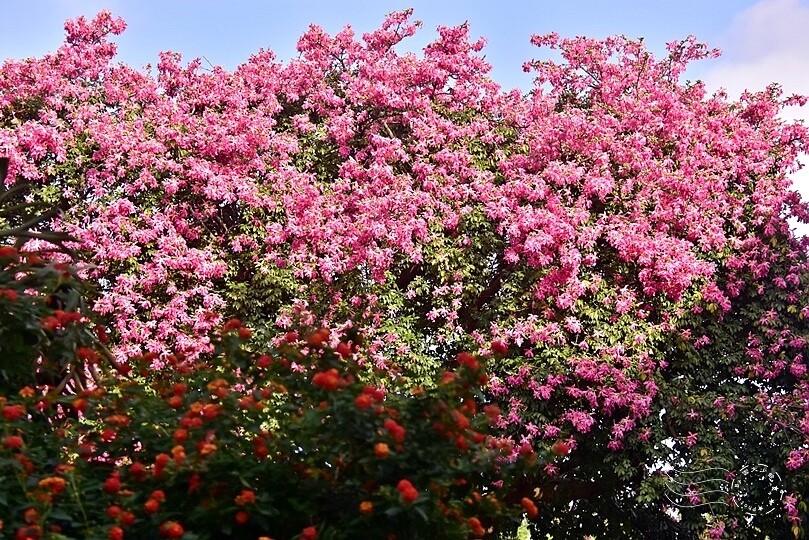 【雅聞魅力博覽館】美人樹