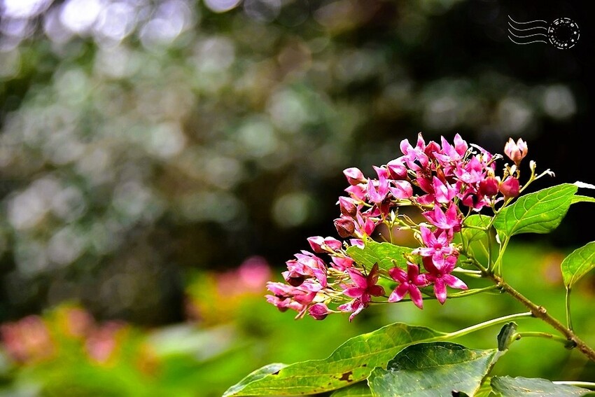 濟州島西歸浦【治癒之森】珊瑚藤