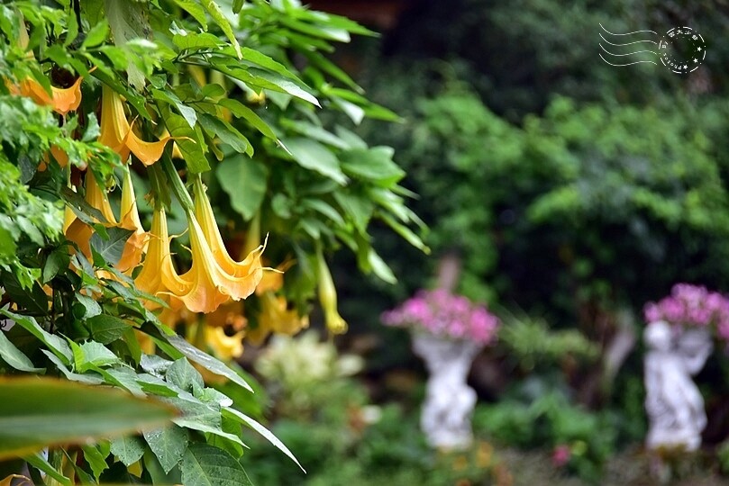 【雅聞魅力博覽館】曼陀羅