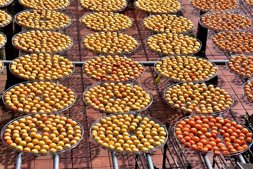 金漢柿餅教育農園