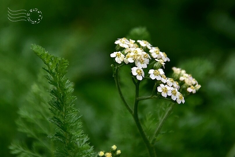 【雅聞魅力博覽館】洋蓍草
