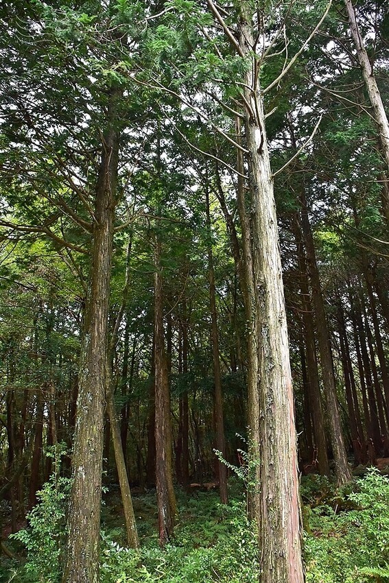 濟州島西歸浦【治癒之森】