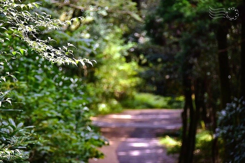 濟州島西歸浦【治癒之森】