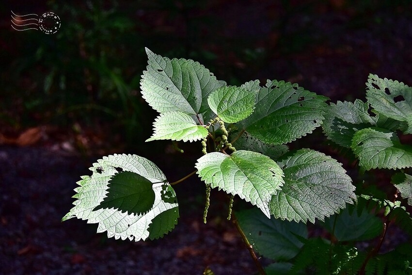 濟州島西歸浦【治癒之森】青苧麻