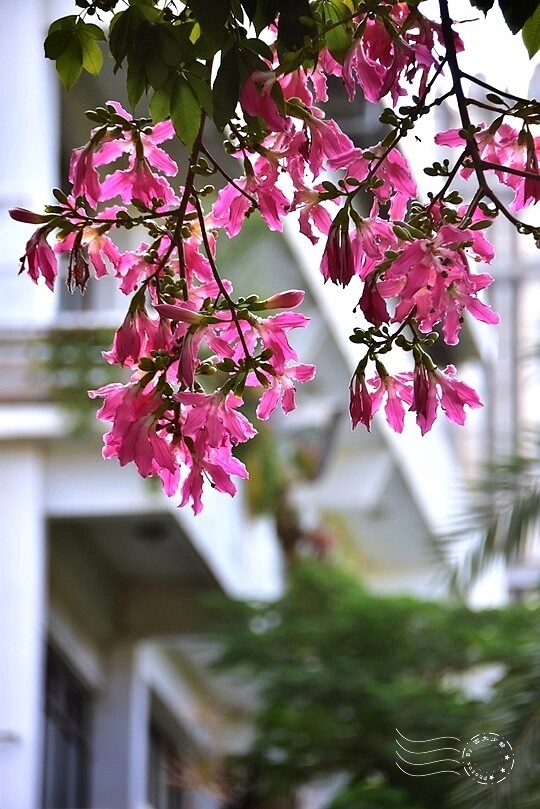 【雅聞魅力博覽館】美人樹