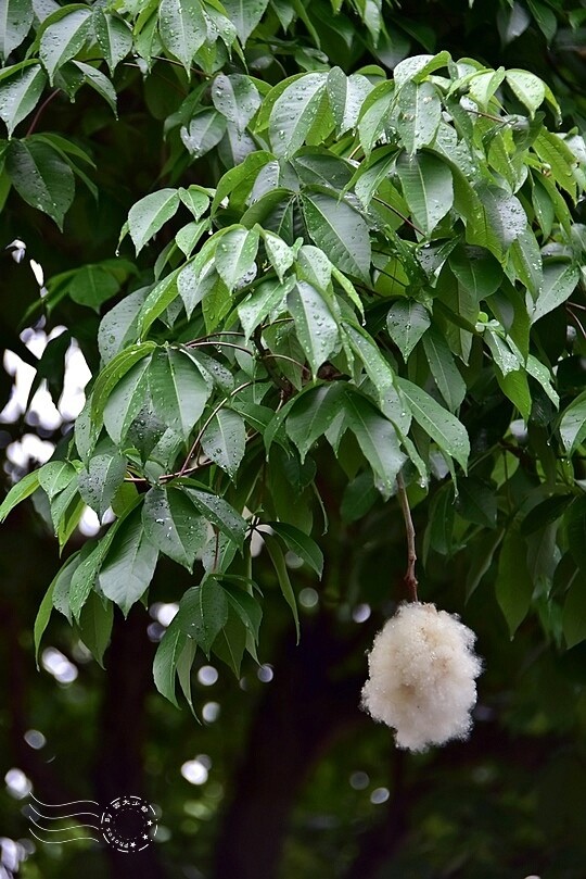 【雅聞魅力博覽館】美人樹