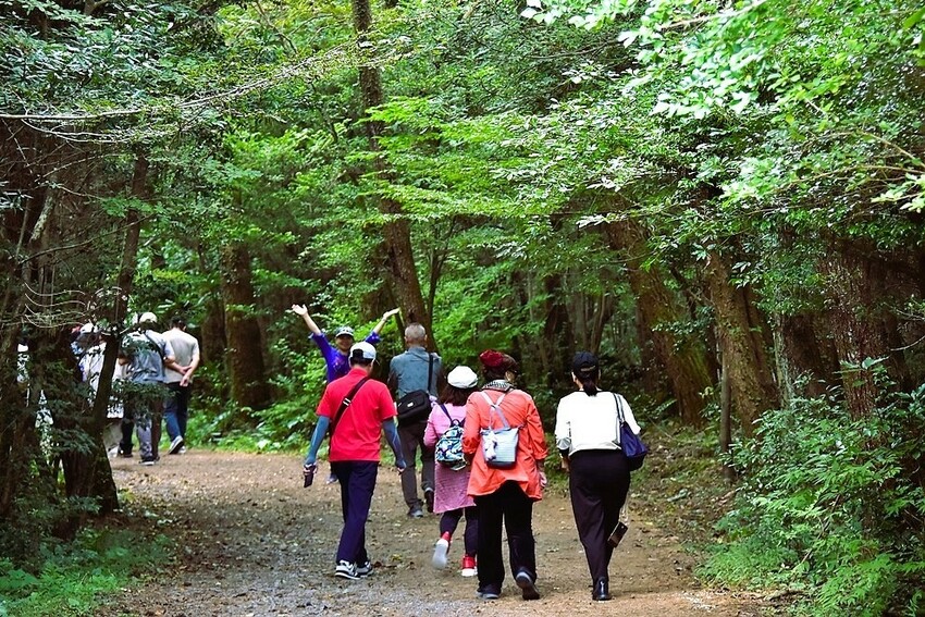 濟州島西歸浦【治癒之森】