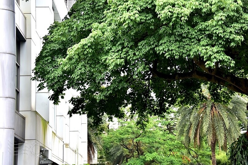 【雅聞魅力博覽館】美人樹