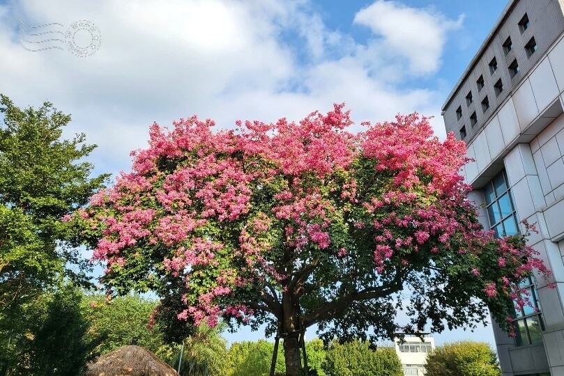 【雅聞魅力博覽館】美人樹