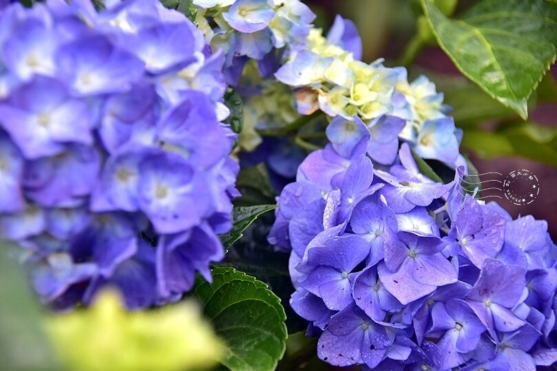 【雅聞魅力博覽館】繡球花