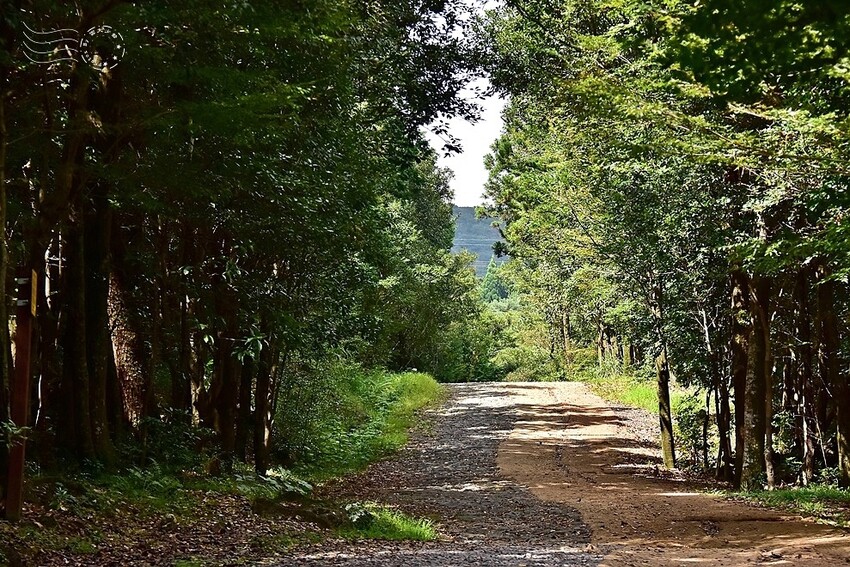 濟州島西歸浦【治癒之森】