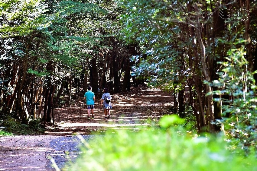 濟州島西歸浦【治癒之森】