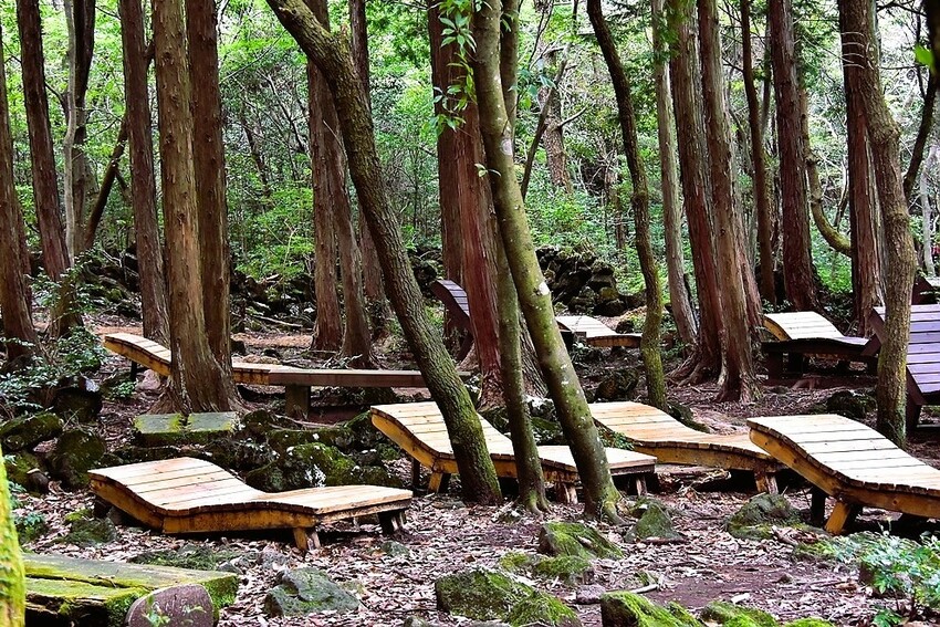 濟州島西歸浦【治癒之森】