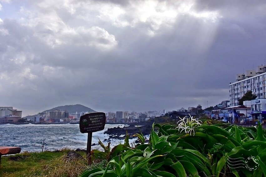 濟州島【西海岸路】海岸線