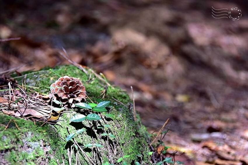 濟州島西歸浦【治癒之森】
