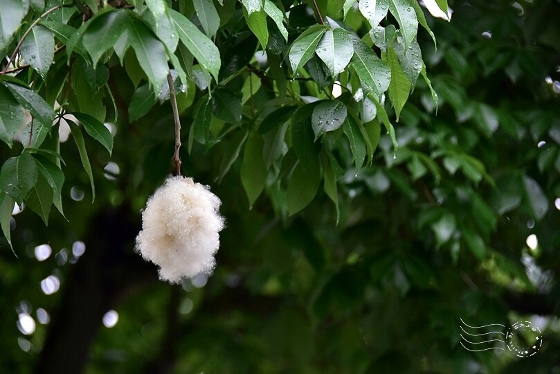 【雅聞魅力博覽館】美人樹