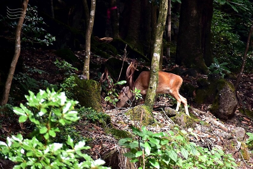 濟州島西歸浦【治癒之森】小鹿