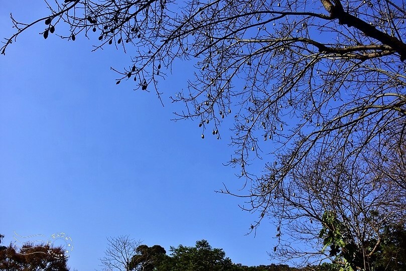 【雅聞魅力博覽館】美人樹