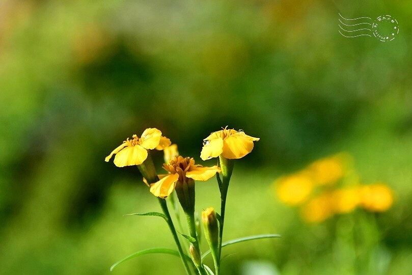 【雅聞魅力博覽館】