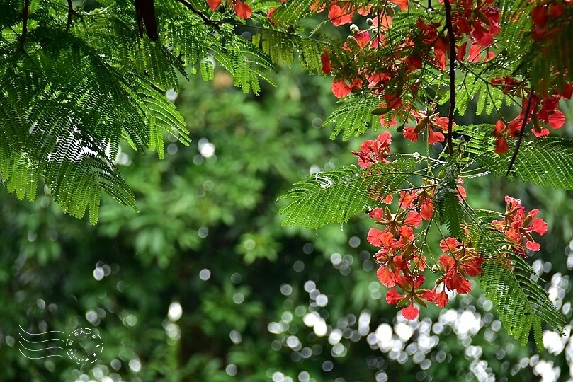 【雅聞魅力博覽館】鳳凰木