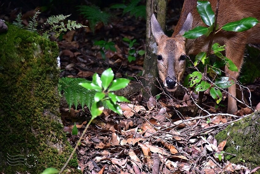濟州島西歸浦【治癒之森】小鹿