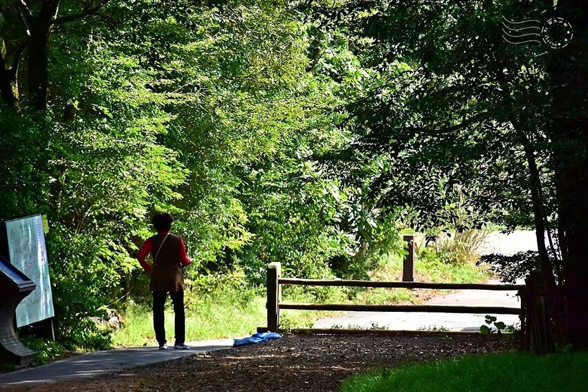 濟州島西歸浦【治癒之森】