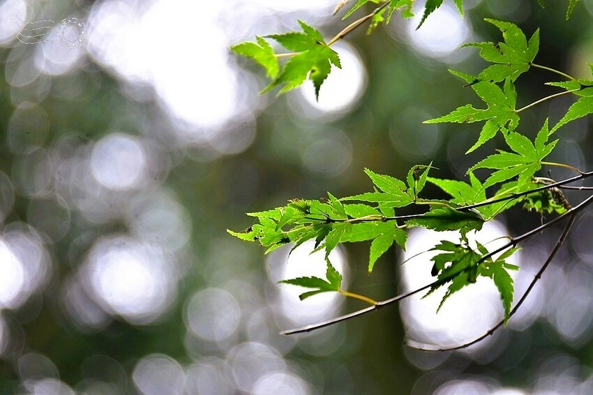 濟州島西歸浦【治癒之森】