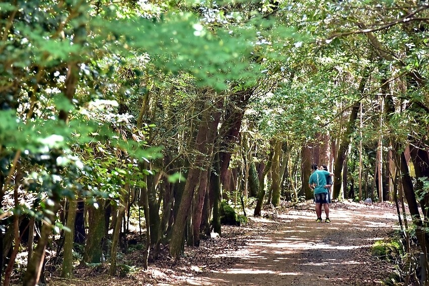濟州島西歸浦【治癒之森】