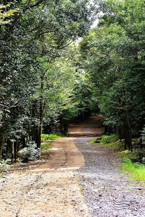 濟州島西歸浦【治癒之森】