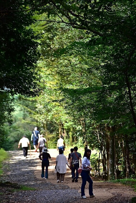 濟州島西歸浦【治癒之森】
