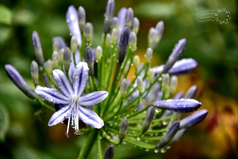 【雅聞魅力博覽館】百子蓮