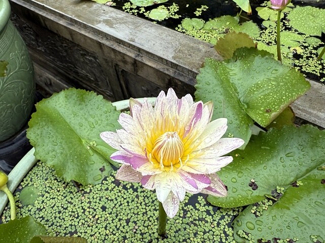 2024越南中越D5 峴港➯📸峴港大教堂|粉紅大教堂➯📸AP