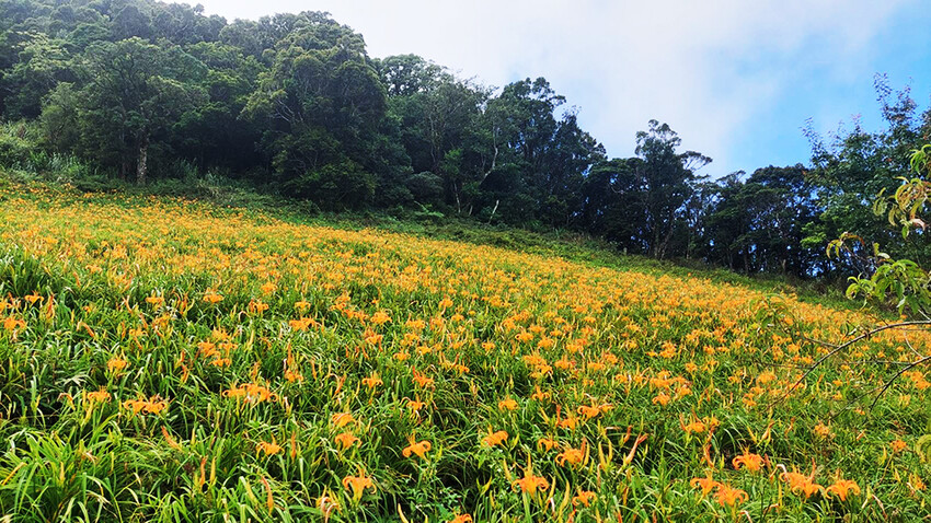 台東縣台東市太麻里金針花海