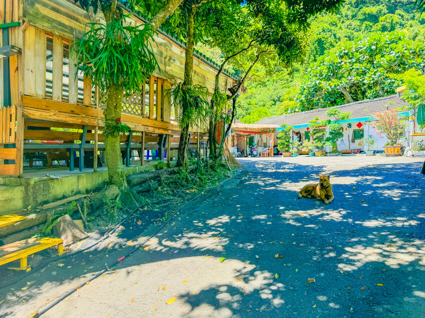 台東縣台東市太麻里金針花海